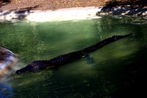 Alligator