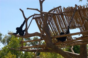 Gibbons