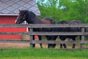 Horses