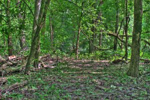 Trees